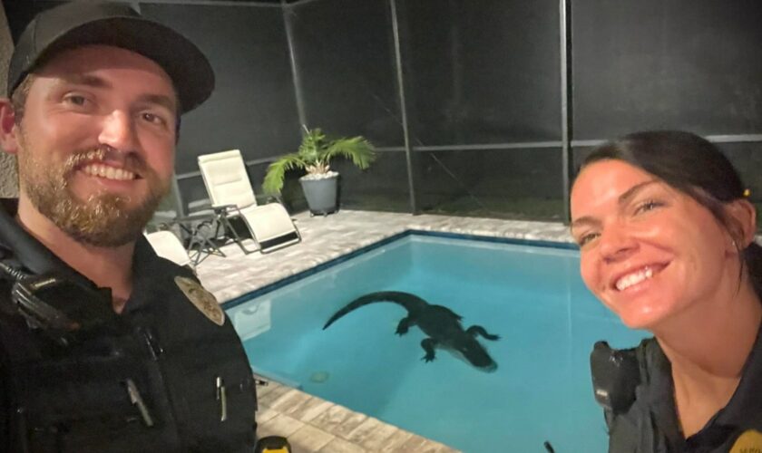 Florida officers remove 10-foot alligator that broke through backyard screen, entering resident's pool