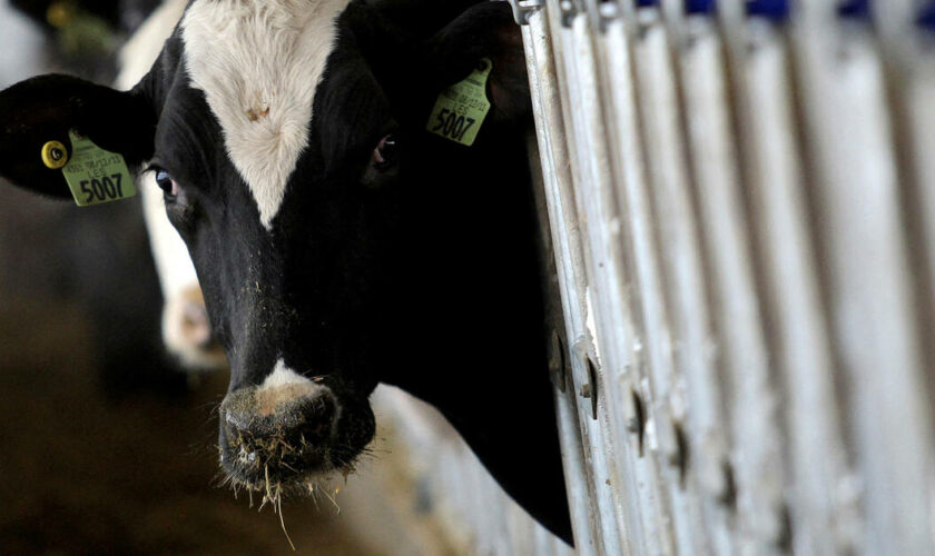 Deuxième cas humain de grippe aviaire lié à une épidémie chez les vaches aux Etats-Unis