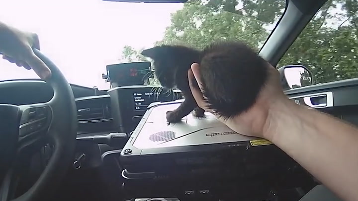 Kitten Rescued From Highway As Driver Stops Traffic To Protect Animal