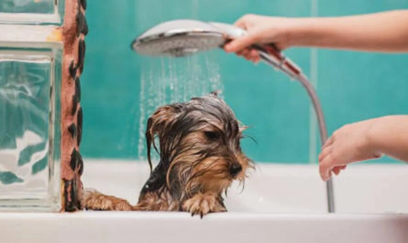 Cada cuánto tiempo tienes que bañar a tu perro: esta es la frecuencia recomendada según su pelaje