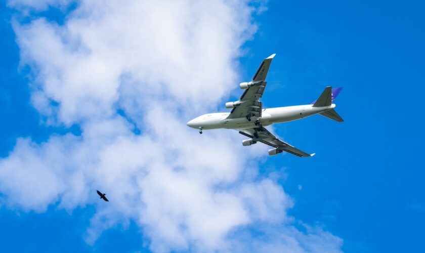 Ce que les oiseaux ont à nous apprendre des turbulences en plein vol