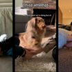 Dogs are doing the viral ‘paws in’ challenge. Here’s why.