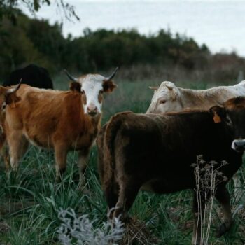 Grippe aviaire H5N1 : un troisième cas humain aux États-Unis lié à une épidémie chez les vaches