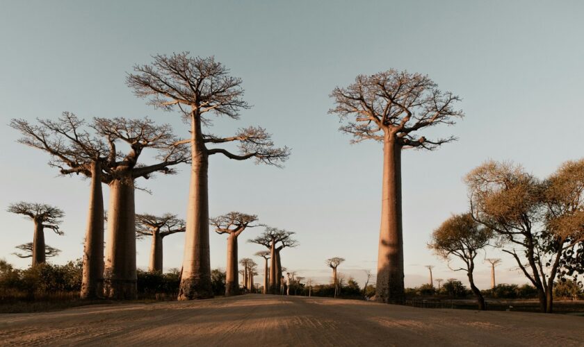 On sait maintenant d'où viennent les baobabs