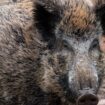 Infiziertes Wildschwein: Erster Schweinepest-Fall in Hessen