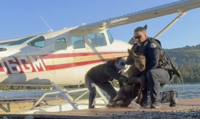 Alaska man, police officers rescue baby moose from 'sure demise' after getting stuck in a lake