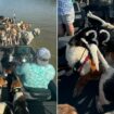 Fishermen in Mississippi pull off dramatic rescue of 38 dogs treading water