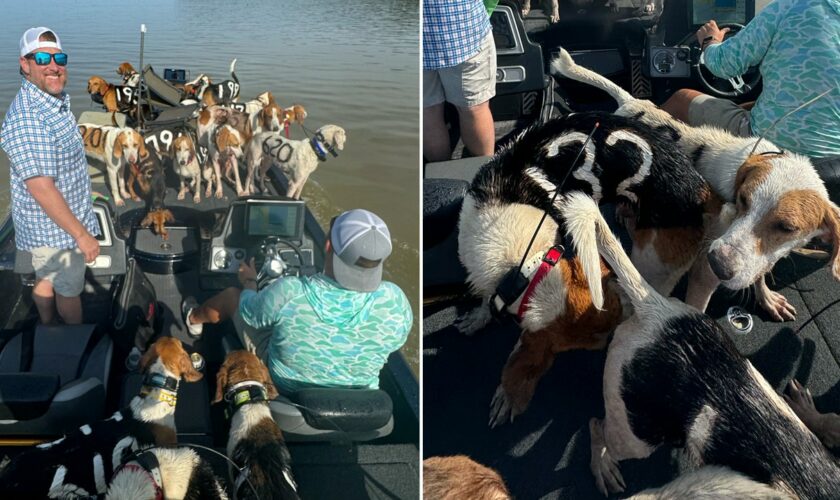 Fishermen in Mississippi pull off dramatic rescue of 38 dogs treading water