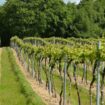 Des vignes dans l'est du Sussex, le 6 juin 2015