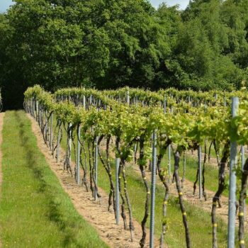 Des vignes dans l'est du Sussex, le 6 juin 2015