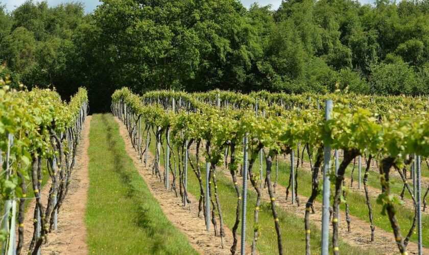 Des vignes dans l'est du Sussex, le 6 juin 2015