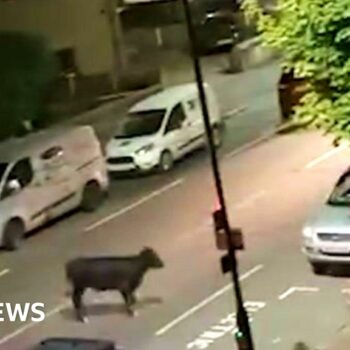 Calls for investigation after police car strikes loose cow