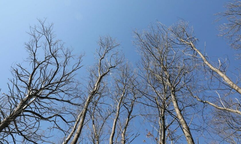 Comment le réchauffement climatique accélère le déclin des forêts d’Île-de-France et de l’Oise