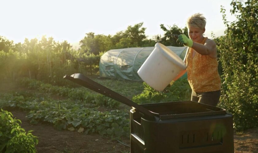 Hausmittel: Ameisen loswerden – mit diesen Tipps befreien Sie Haus und Garten