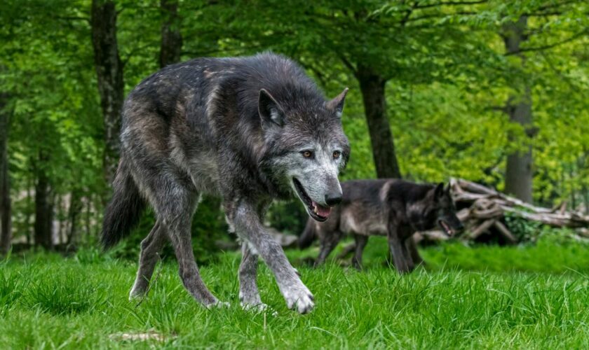 Joggeuse attaquée par les loups à Thoiry : un accident et des questions sur la responsabilité