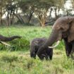 Les éléphants s'appellent entre eux par leurs noms