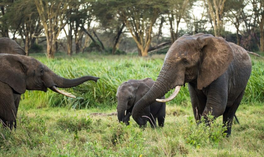 Les éléphants s'appellent entre eux par leurs noms