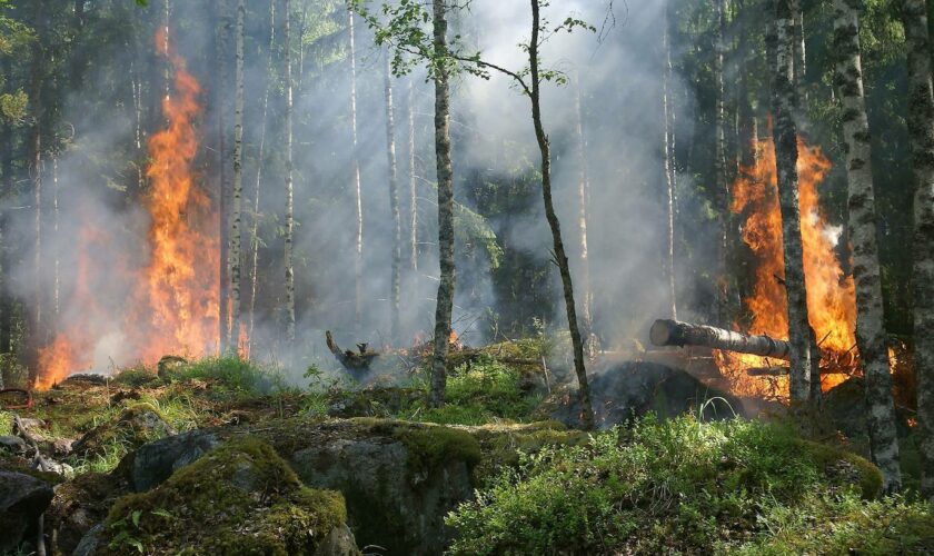 Los nuevos grandes incendios amenazan la diversidad de árboles y arbustos