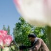 Taliban’s opium ban imperiled by climate change as alternative crops struggle