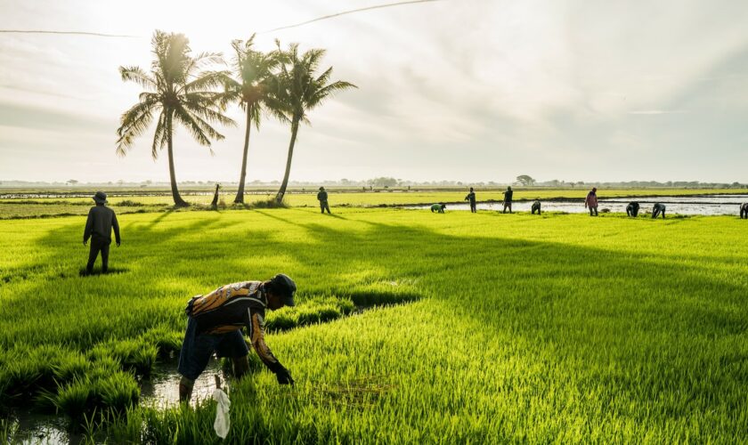 The Philippines needs rice — but young people don’t want to farm it