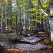 Unberührte Natur: Geheimnisvoller Rothwald: So sieht es im letzten Urwald Mitteleuropas aus