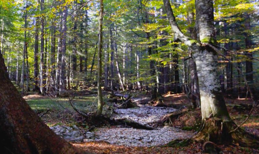 Unberührte Natur: Geheimnisvoller Rothwald: So sieht es im letzten Urwald Mitteleuropas aus