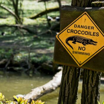 There are believed to be about 100,000 crocodiles in the Northern Territory. File pic.