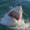 Shark Watch: What to do if you see a shark at the beach