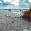 Des dizaines de plages de France sont déjà envahies de méduses, une carte indique comment les éviter