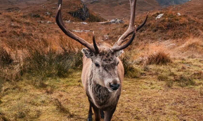 Comment le surtourisme a tué Callum, un célèbre cerf écossais