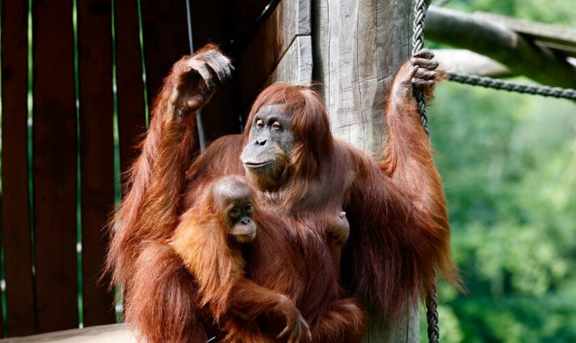 Watch live: Walter the oracle orangutan predicts winner of England and Spain Euro 2024 final