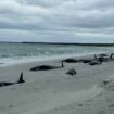 Seventy-seven whales were stranded on Sanday, Orkney. Pic: British Divers Marine Life Rescue