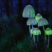 Deux mystérieux champignons hallucinogènes viennent d'être découverts en Afrique