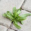 Empêcher les mauvaises herbes sur la terrasse, c'est simple avec cette méthode rapide