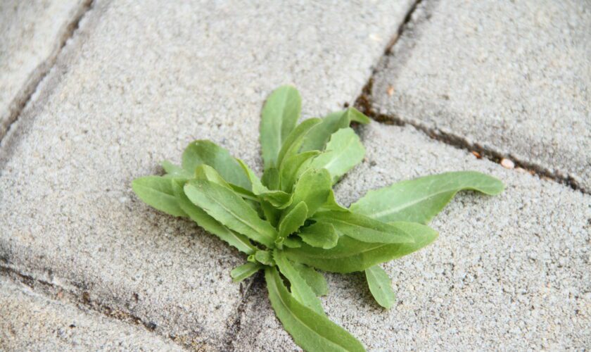 Empêcher les mauvaises herbes sur la terrasse, c'est simple avec cette méthode rapide