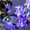 Rostock will sich zu einer bienen- und insektenfreundlichen Stadt entwickeln (Archivbild). Foto: Jens Büttner/dpa