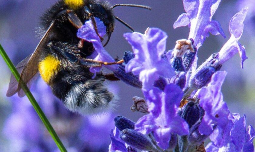 Rostock will sich zu einer bienen- und insektenfreundlichen Stadt entwickeln (Archivbild). Foto: Jens Büttner/dpa