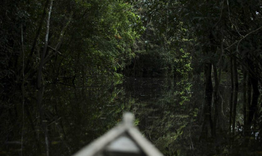 En Colombie, la justice veut réguler la jungle du marché des crédits carbone