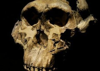 Wann verließ der Mensch Afrika? Älteste menschliche Überreste in Europa sind 1,3 Millionen Jahre alt