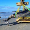 Baleine à bec de Travers échouée en Nouvelle-Zélande : «Aucun individu vivant n’a jamais été observé en mer»