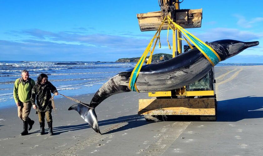 Baleine à bec de Travers échouée en Nouvelle-Zélande : «Aucun individu vivant n’a jamais été observé en mer»