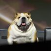 All about Babydog: The governor's pet that stole the show at the RNC