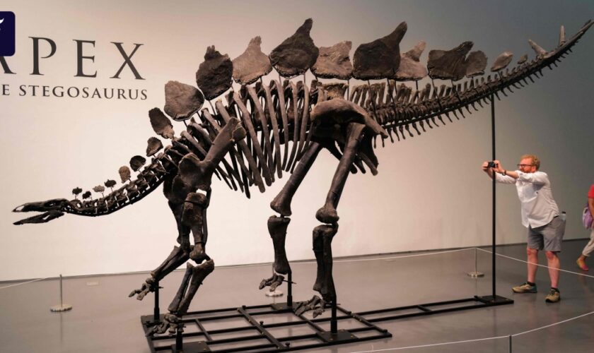 Fossilien-Versteigerung: Ein Stegosaurus für 44 Millionen Dollar