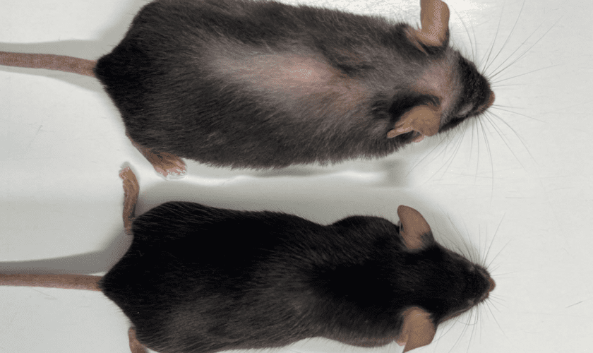 Experimental drug extends the lifespan of mice - and could work on humans, scientists say