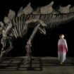 Dinosaurier: Stegosaurus-Skelett »Apex« bricht bei Sotheby's Auktionsrekord