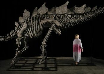 Dinosaurier: Stegosaurus-Skelett »Apex« bricht bei Sotheby's Auktionsrekord