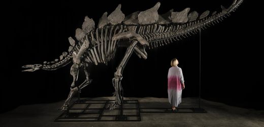 Dinosaurier: Stegosaurus-Skelett »Apex« bricht bei Sotheby's Auktionsrekord