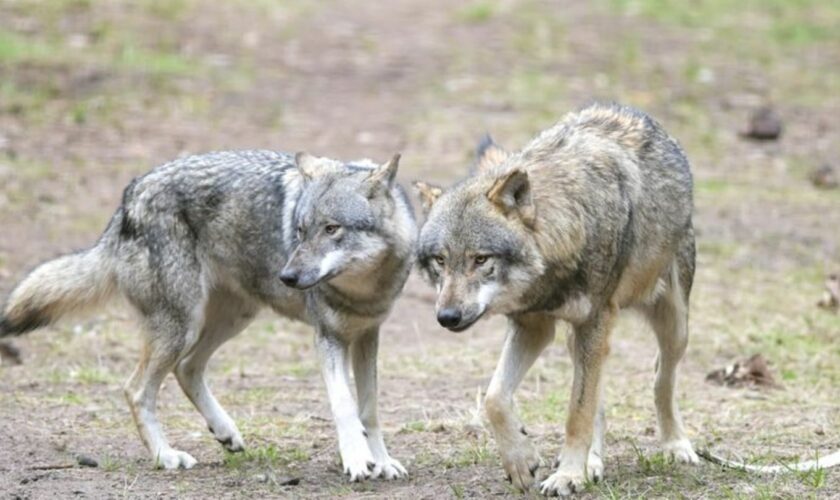 Die bayerische Wolfsverordnung ist ab sofort unwirksam. Nach dem Urteil des Bayerischen Verwaltungsgerichtshof kündigte die Staa