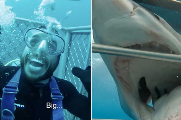 Brit ultra-marathon athlete to race world's fastest shark in incredible challenge