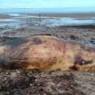 The minke whale washed up on Lossiemouth's West Beach. Pic: Moray Council.